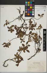 Foto von Salix herbacea L. x Salix lapponum L.